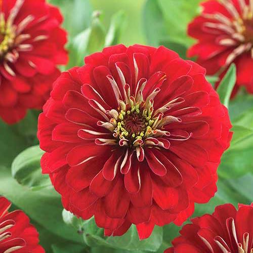 Preciosa Red zinnia flower