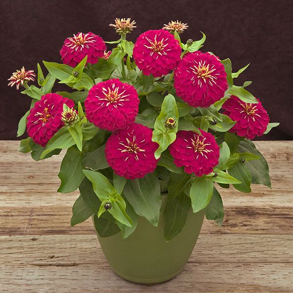 Preciosa Rose zinnia