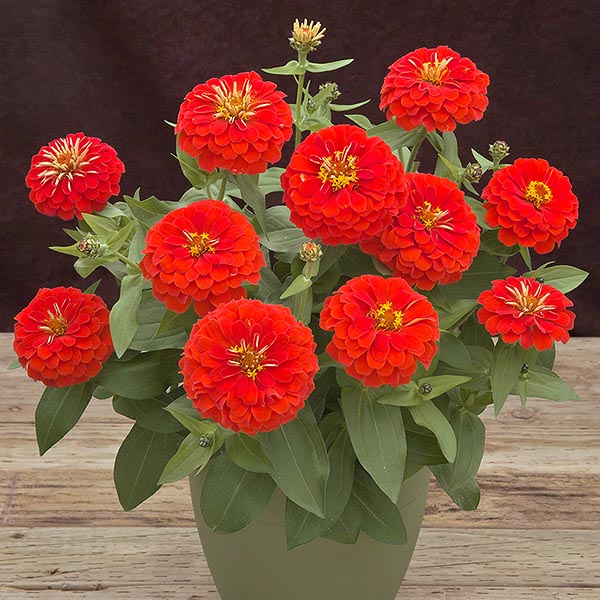 Zinnia Preciosa Scarlet