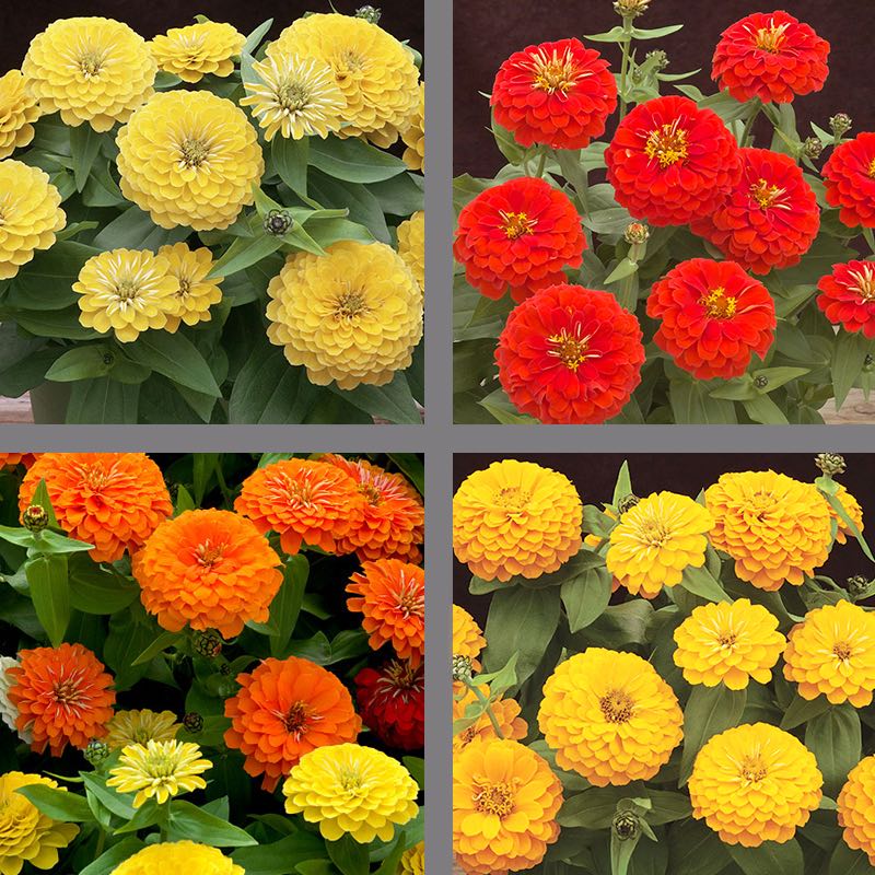 Preciosa Tropical Blend zinnia Preciosa Tropical Blend zinnia seeds