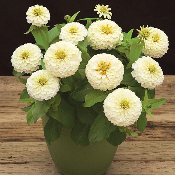 Preciosa White zinnia