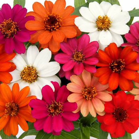 Profusion 5 Color Mix zinnia seeds