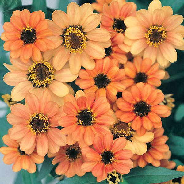 Profusion Apricot zinnia seeds