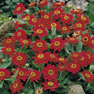 Profusion Cherry zinnia Profusion Cherry zinnia seeds