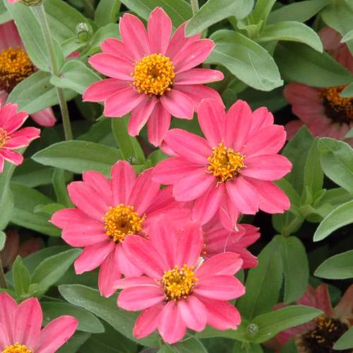 Profusion Coral Pink zinnia Profusion Coral Pink zinnia seeds