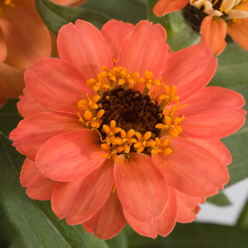 Profusion Deep Apricot zinnia Profusion Deep Apricot zinnia seeds