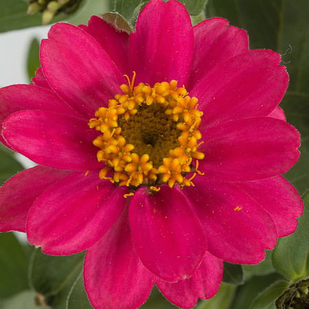 Profusion Double Cherry zinnia Profusion Double Cherry zinnia seeds