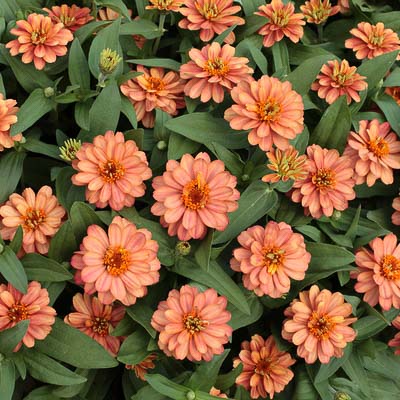 Profusion Double Deep Salmon zinnia seeds