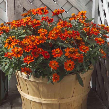 Profusion Double Fire zinnia seeds
