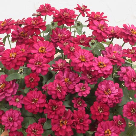 Profusion Double Hot Cherry zinnia seeds