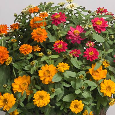 Profusion Double Mix zinnia Profusion Double Mix zinnia seeds