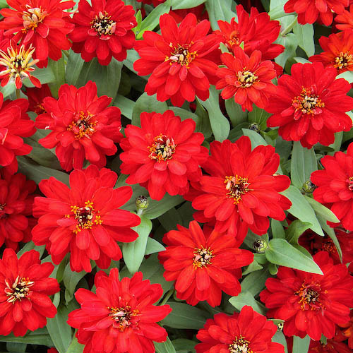 Zinnia Profusion Double Red Seeds