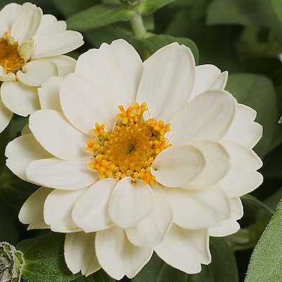 Profusion Double White zinnia seeds