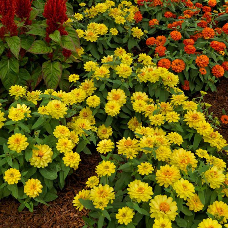 Profusion Double Yellow zinnia seeds