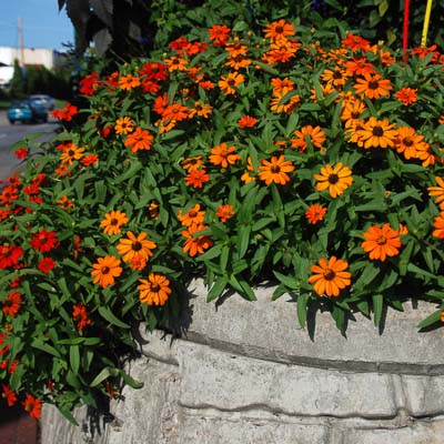 Profusion Fire zinnia seeds