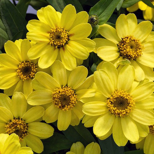 Profusion Lemon zinnia flower