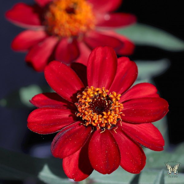 Profusion Red zinnia flower