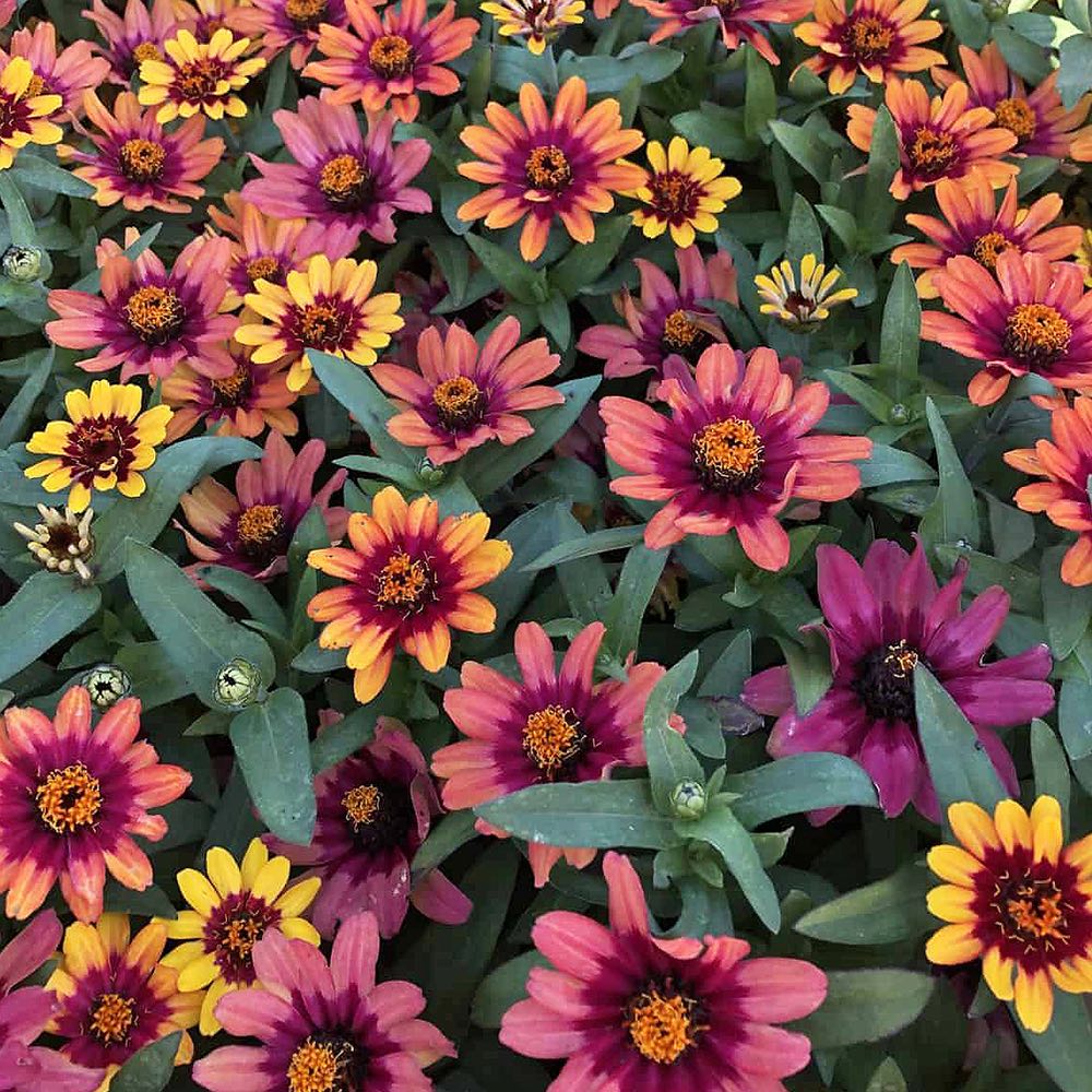 Profusion Red Yellow Bicolor zinnia seeds