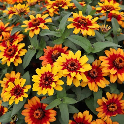 Profusion Red Yellow Bicolor zinnia flower