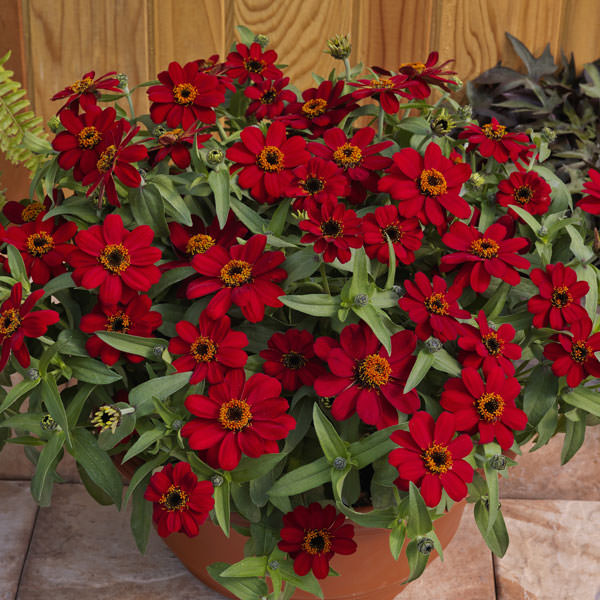 Profusion Red zinnia seeds