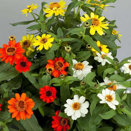 Profusion Sunrise Mix zinnia Profusion Sunrise Mix zinnia seeds