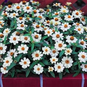 Profusion White zinnia seeds