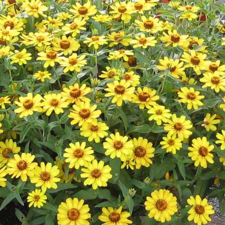 Profusion Yellow zinnia Profusion Yellow zinnia seeds