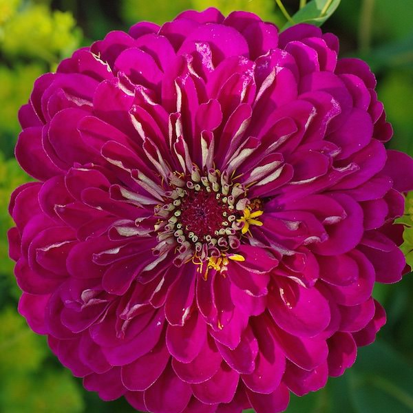 Purple Prince zinnia seeds