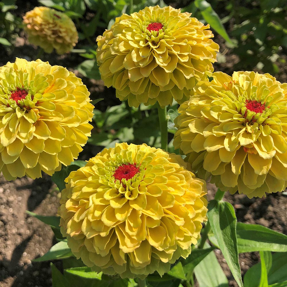 Zinnia Queen Lemon Peach Flowers