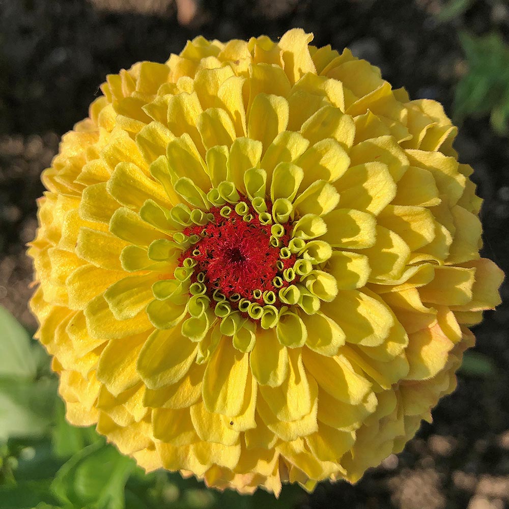 Zinnia Queen Lemon Peach