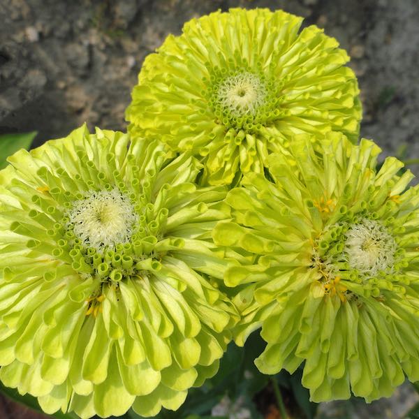 Queen Lime Green zinnia seeds