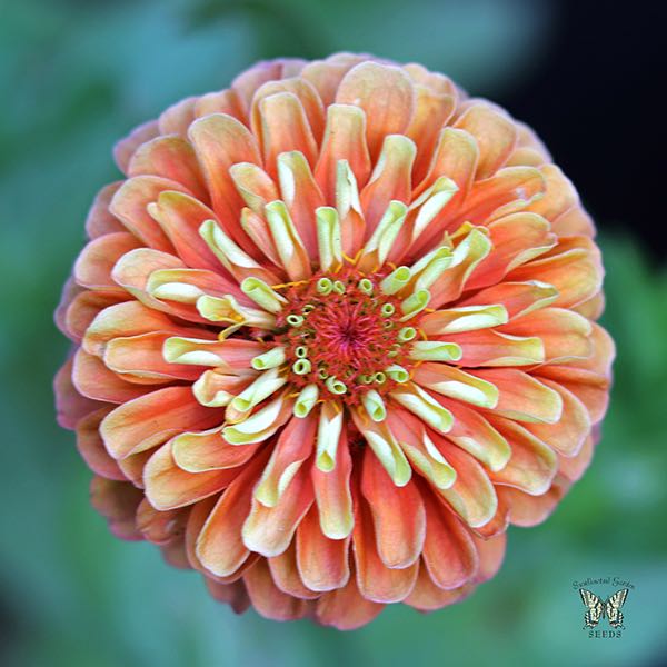 Queen Lime Orange zinnia seeds