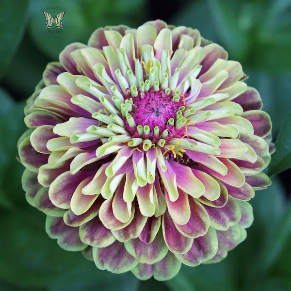 Queen Lime with Blotch zinnia seeds