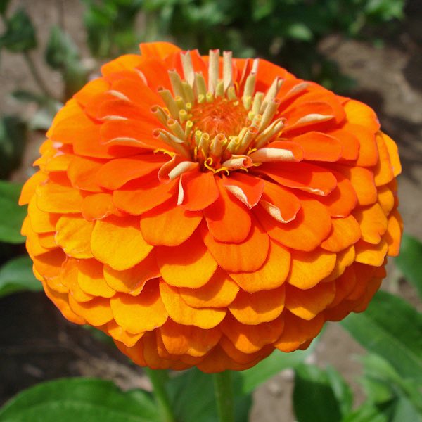 Queen Pure Orange zinnia seeds