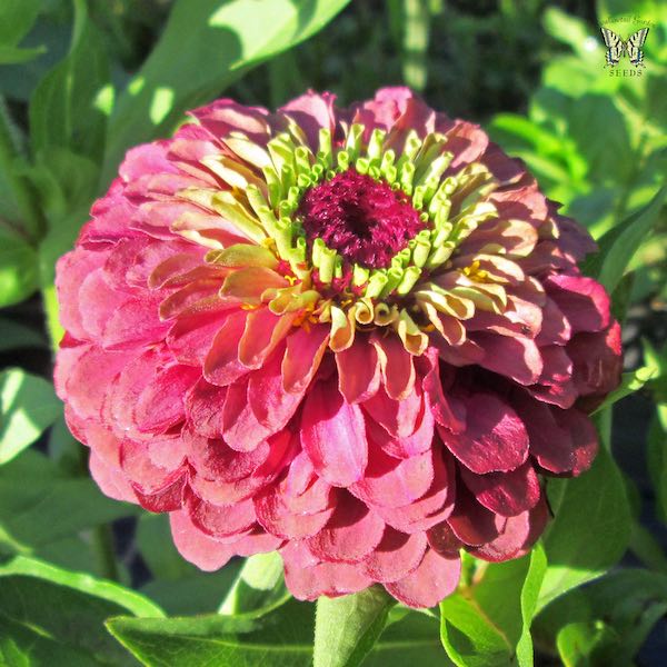 Queen Red Lime zinnia seeds