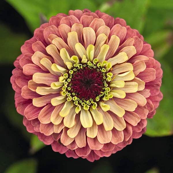 Queen Red Lime zinnia seeds