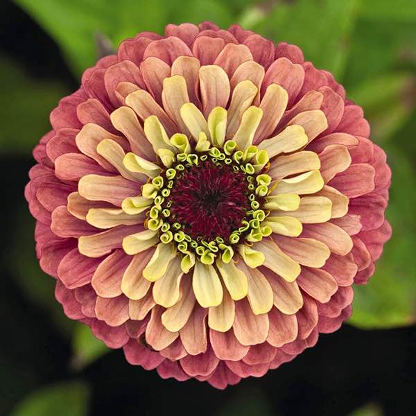 bølge hestekræfter spil Queen Red Lime Zinnia Seeds - Annual Flower Seeds