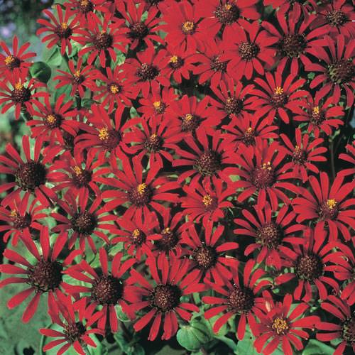 Red Spider zinnia Red Spider zinnia seeds