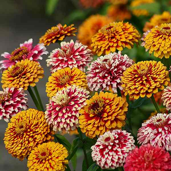 Salsiando zinnia Salsiando zinnia seeds