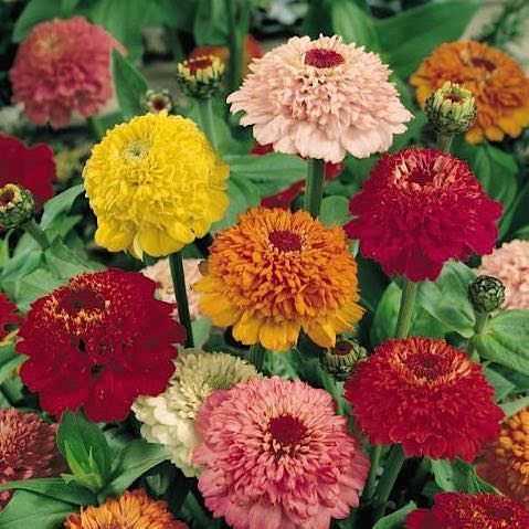 Scabiosa Flowered Mix zinnia seeds