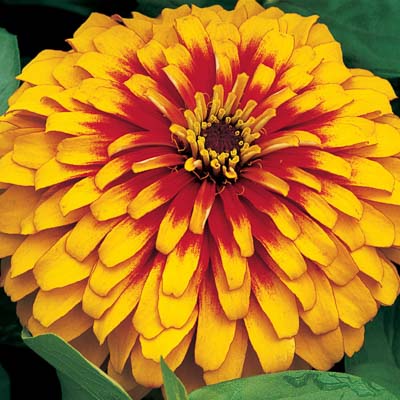 Swizzle Scarlet and Yellow zinnia Swizzle Scarlet and Yellow zinnia seeds