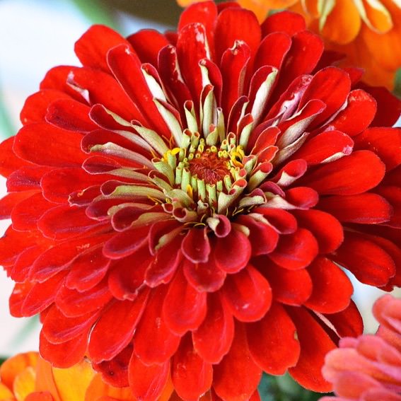 Scarlet Flame zinnia seeds