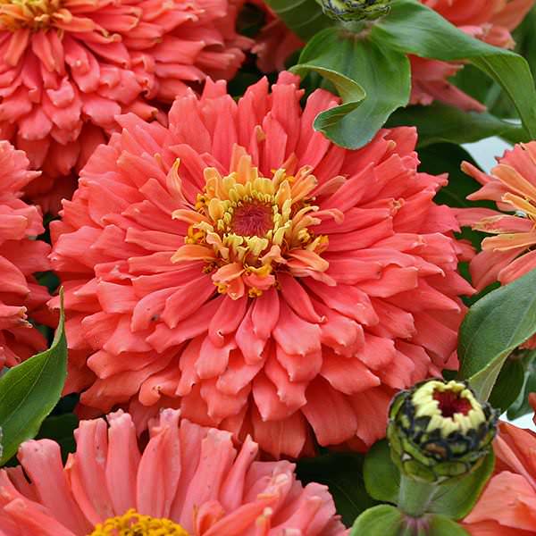 Senora cactus zinnia seeds