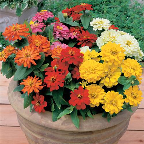 Short Stuff Mix zinnia seeds