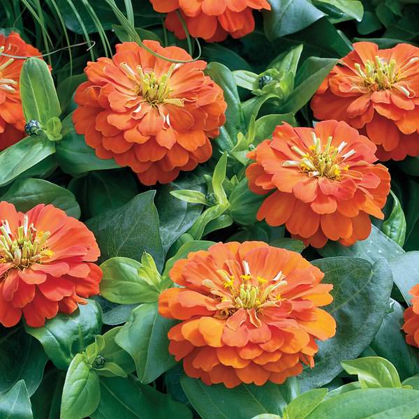 Short Stuff Orange zinnia seeds