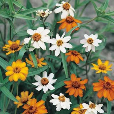 Star Strarbright zinnia seeds