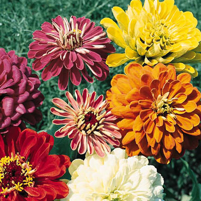 State Fair Mix zinnia seeds