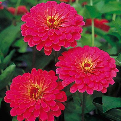 Sun Cherry Hybrid zinnia seeds