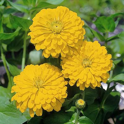 Sun Gold Hybrid zinnia Sun Gold Hybrid zinnia seeds