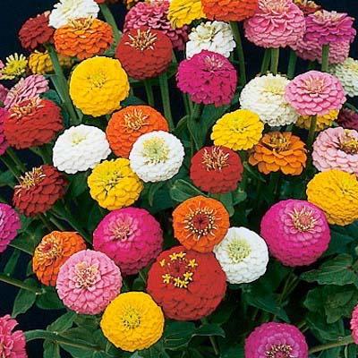 Sunbow Mix zinnia seeds